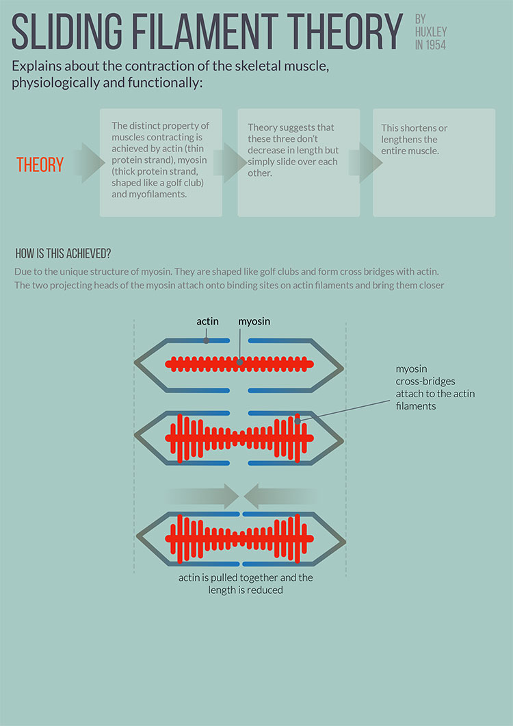 cultfit filament theory infographic