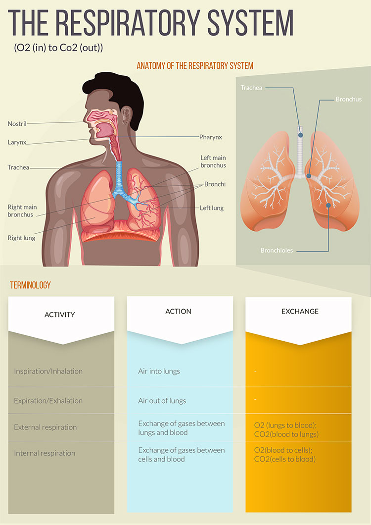 cultfit respitatory system infographic