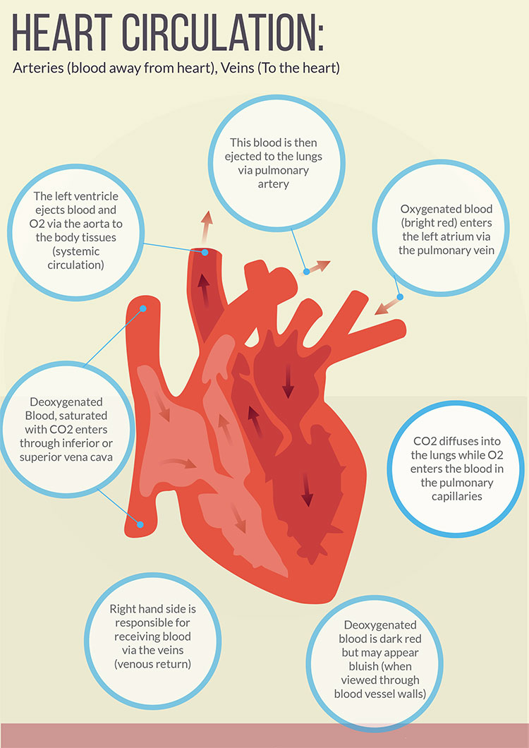 cultfit heart circulation infographic