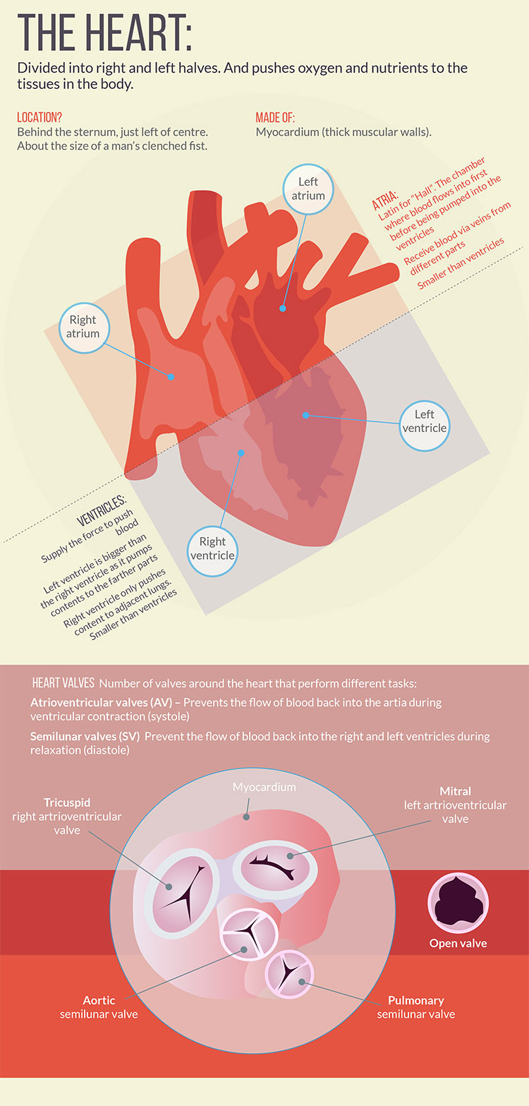 cultfit heart circulation infographic