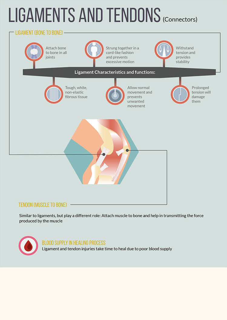 cultfit connective tissue infographic