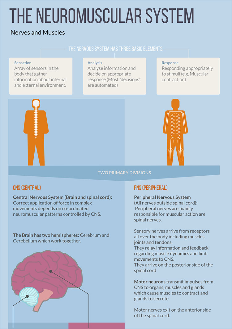 Cultfir nervous system infographic